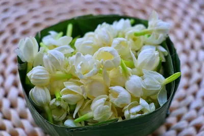 Жасмин, цветы сушеные, добавка к чаю - купить с доставкой по выгодным ценам  в интернет-магазине OZON (1050821707)