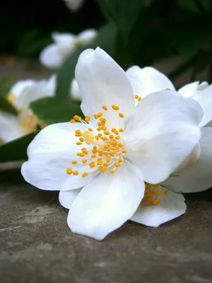 Жасмин цветок (58 фото) - 58 фото