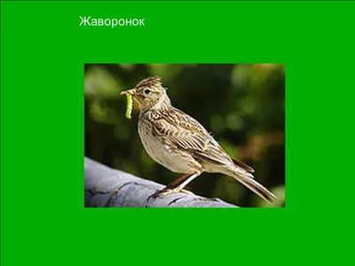 Содержание хохлатых жаворонков - стр. 6 - Хохлатый жаворонок - ПЕВЧИЕ ПТИЦЫ