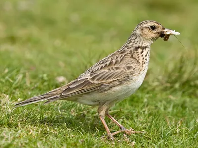 Жаворонок полевой (Alauda arvensis pekinensis). Фотогалерея птиц.  Фотографии птиц России, Беларуси, Украины, Казахстана, Таджикистана,  Азербайджана.