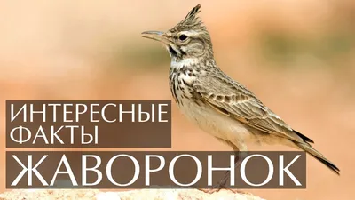 Голоса птиц Как поёт Хохлатый жаворонок (Galerida cristata) - YouTube