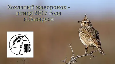 Хохлатый жаворонок (Galerida cristata) - Crested Lark | Film Studio Aves -  YouTube