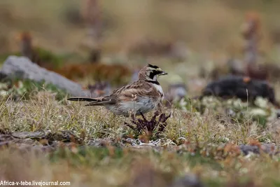 Индийский жаворонок - eBird