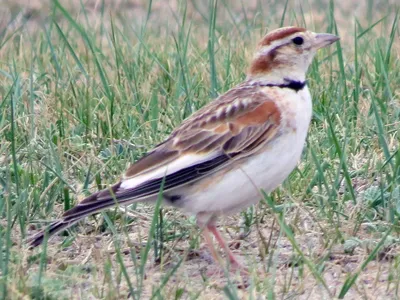 Монгольский жаворонок - eBird