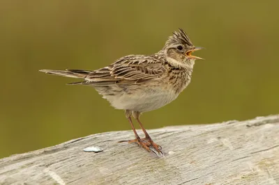 Деканский жаворонок - eBird