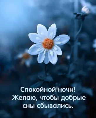 Жизнь и Любовь. - Спокойной ночи, дорогая, Тебе желаю сладких снов. Пусть  ангел, в небе пролетая, Подарит нежную любовь. Пусть будут сны твои  прекрасны, И незаметно ночь пройдет. А новый день пусть