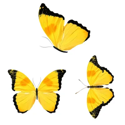 Желтые бабочки 