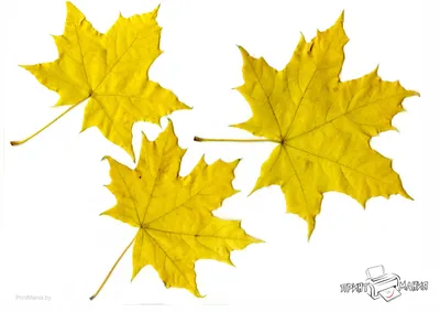 Осень желтые листья - 55 фото