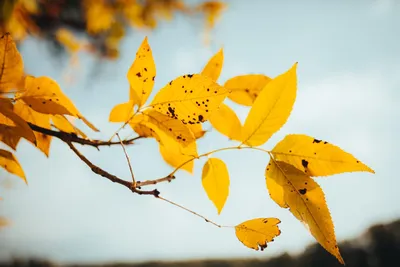 Бесплатное изображение: Желтые листья, желтовато коричневый, осенний сезон,  филиалы, пейзаж, лист, листва, осень, желтый, листья