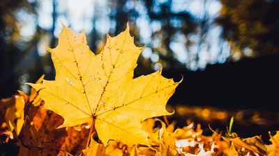 Осень желтые листья (53 фото) - 53 фото