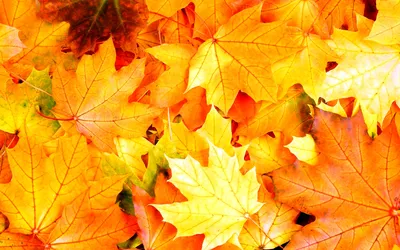 Осенние желтые листья PNG , осень, падать, желтый PNG картинки и пнг PSD  рисунок для бесплатной загрузки
