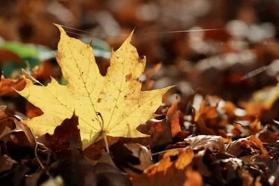 Осенний солнечный день желтые листья…» — создано в Шедевруме