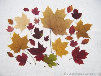 Бесплатное изображение: филиалы, Октябрь, осенний сезон, Желтые листья,  желтовато коричневый, листья, осень, желтый, дерево, завод