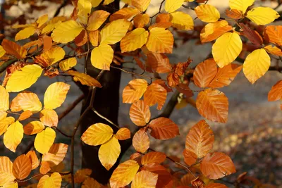 Осенние листья тополя - 47 фото