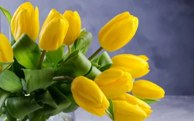 Ирисы с желтыми тюльпанами – купить недорого с доставкой