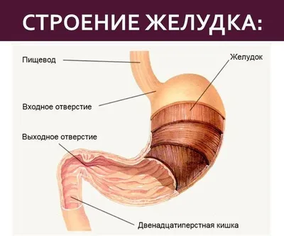 Медицинский плакат "Желудок человека" - 1002288 - VR6426L - ZVR6426L -  Verdauungssystem - 3B Scientific