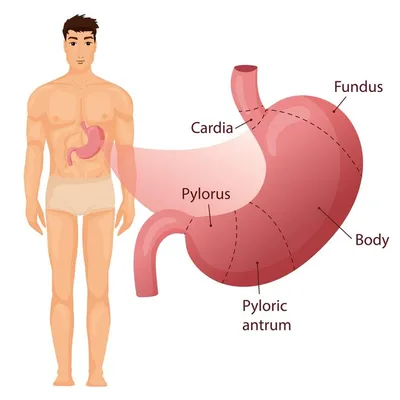 Анатомическая модель желудка человека, анатомическая модель желудка, при  гастрите, язве | AliExpress