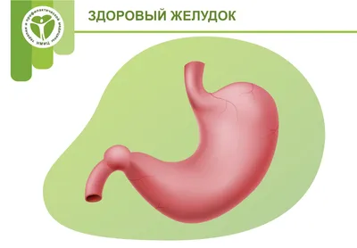 Инфографика желудка с человеческим телом | Премиум векторы