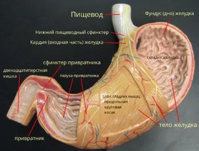 Желудок человека 3D модель - Скачать Анатомия на 