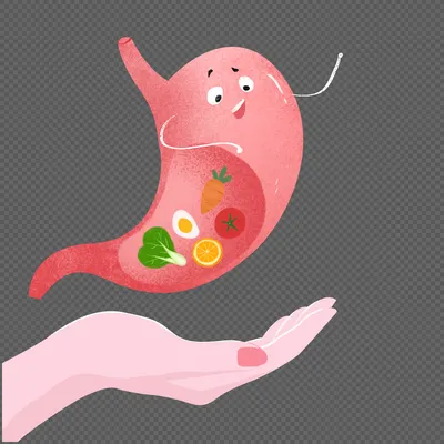 Рисунок желудка и кишечника - 41 фото