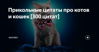 Прикольные цитаты про котов и кошек [300 цитат] | EGOCREO | ОНЛАЙН-ЖУРНАЛ |  Дзен