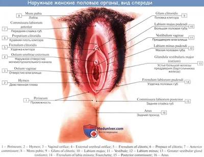 Файл:Blausen 0400 Женские тазовые органы  — Википедия