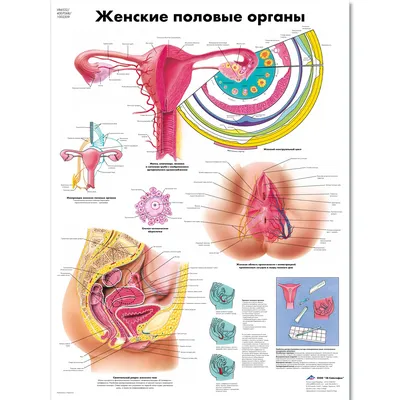 Медицинский плакат "Женские половые органы" - 1002309 - VR6532L - ZVR6532L  - Плакаты по гинекологии - 3B Scientific