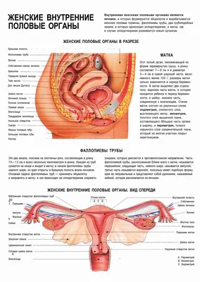 Внутренние женские половые органы плакат глянцевый А1/А2 › Купить оптом и в  розницу › Цена от завода