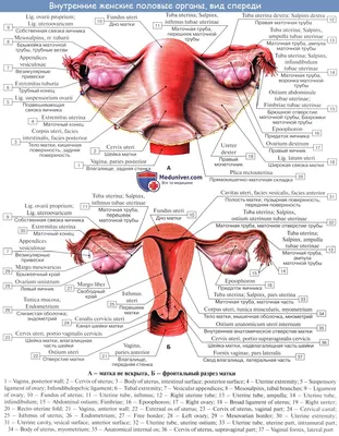 Как устроена женская репродуктивная система - Remedi