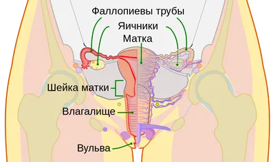 Анатомия женских половых органов - Центр лапароскопии в Москве