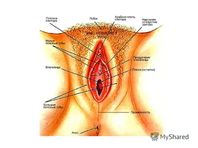 Анатомия женских половых органов (1) - презентация онлайн