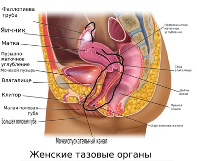 Интимная зона женщины: как она меняется в разном возрасте, какие интимные  проблемы возможны