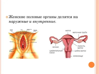 Ответы : Скажите, женский половой орган внутри может быть не ровным?  Или может он быть не ровным? Врачи.