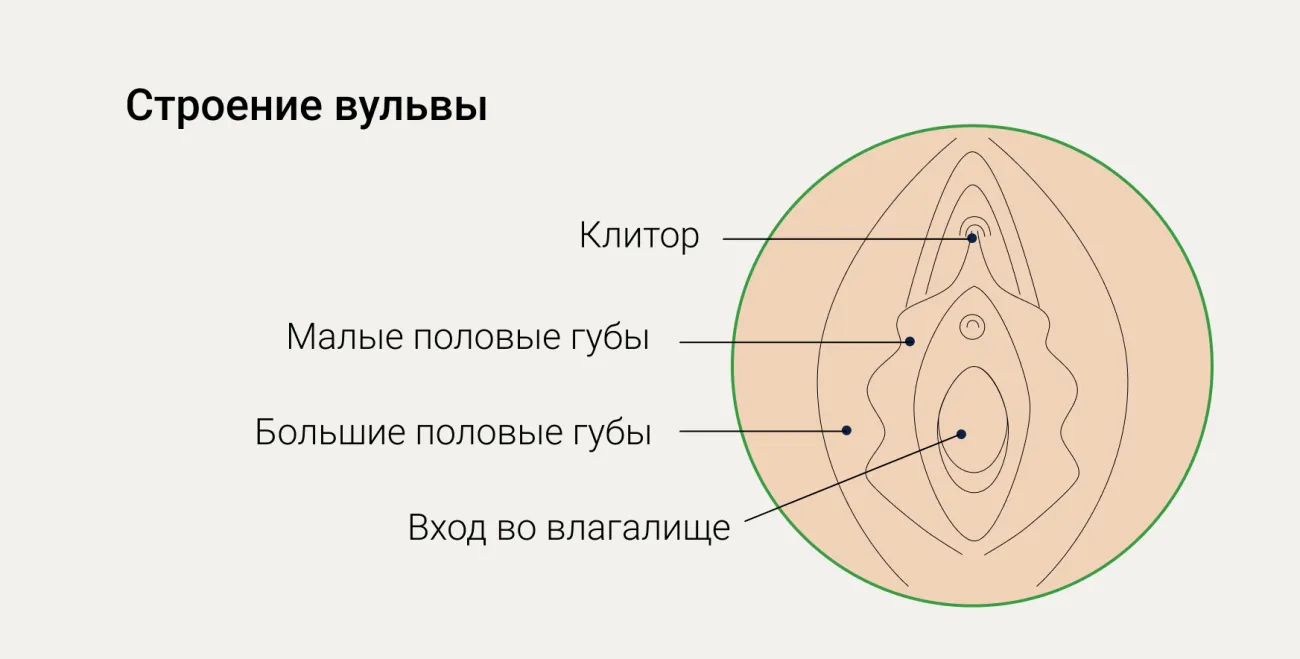 Картинки Женского Влагалища