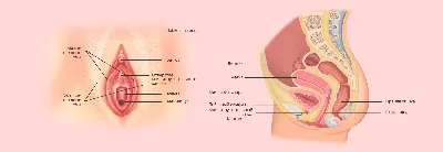 Анатомия: Наружные женские половые органы. Женская половая область. Лобок