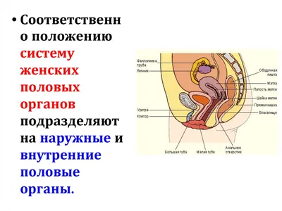 Заболевания женских половых органов - Urosvit