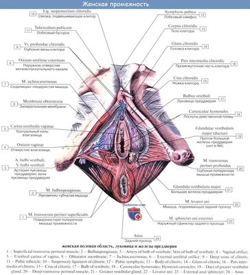 Женский половой орган | Пикабу