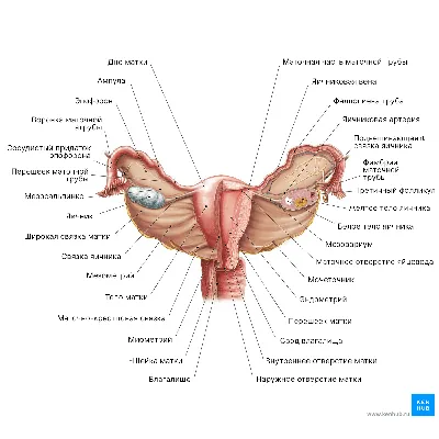 Анатомия женской репродуктивной системы: особенности устройства и функции