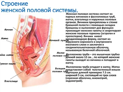 Строение Влагалища Фото – Telegraph