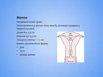 Половой член человека — Википедия