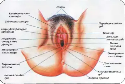 ЖЕНСКАЯ ПОЛОВАЯ СИСТЕМА - YouTube