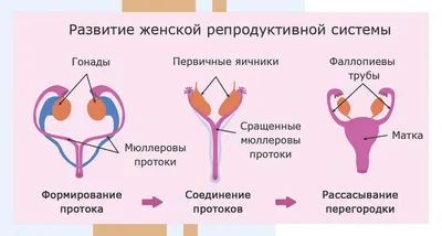 Раскраски, анатомия человека пособие органы , анатомия человека пособие органы  половой органы мужчины, раскраска, лицо мужчины, Контуры мужчины и женщины,  Ракета и мужчина, Мужчины в машине, Красивые раскраски. Чёрно-белое  изображение мужчины на