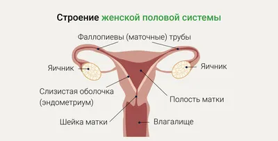 Ответы : Какая пища напоминает женский половой орган? Вареник с  творогом?)))