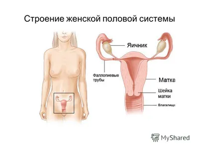 Анатомия: Женские половые органы. Анатомия яичника