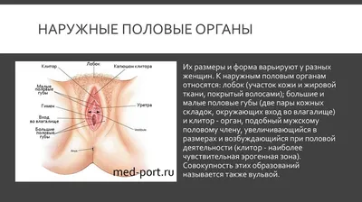 Красота женского тела (подарочное издание). Тираж 100 экз. | Штрац Карл  Генрих - купить с доставкой по выгодным ценам в интернет-магазине OZON  (583344440)