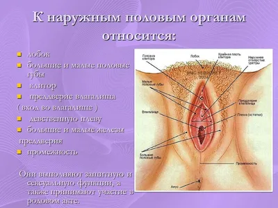 Заболевания женских половых органов - Urosvit