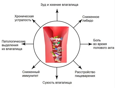 Как устроена женская репродуктивная система - Remedi