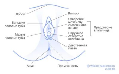 Анатомия женской репродуктивной системы: особенности устройства и функции