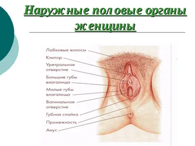 Анатомия и физиология женской половой системы - презентация онлайн