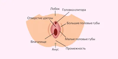 Зуд во влагалище: симптом, требующий внимания - читать онлайн. Клиника  М-Вита Москва, Ховрино